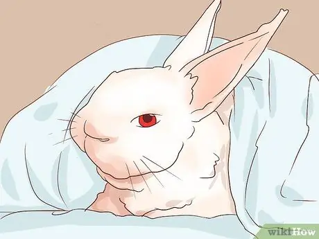 Справиться с больным кроликом Шаг 9