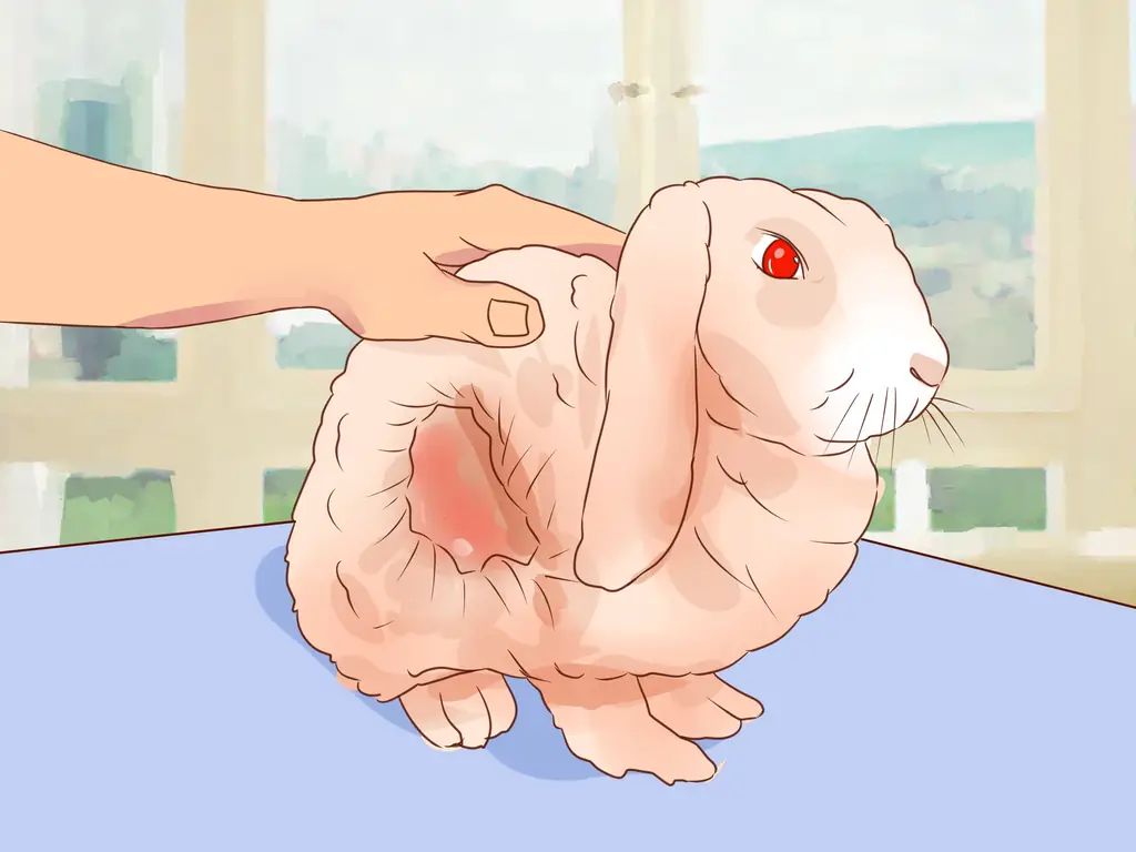 Как бороться с больным кроликом (с иллюстрациями)