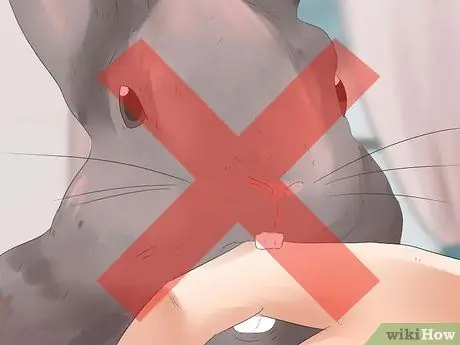 Понять своего кролика Шаг 16