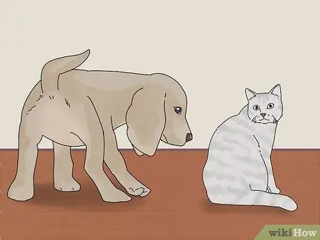 Заставьте кошку и собаку жить вместе, шаг 2