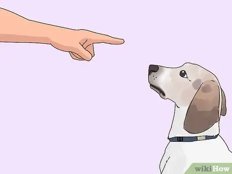 Заставьте кошку и собаку жить вместе Шаг 11