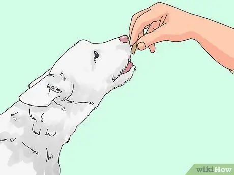 Заставьте кошку и собаку жить вместе, шаг 12