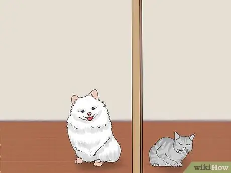 Заставьте кошку и собаку жить вместе, шаг 3