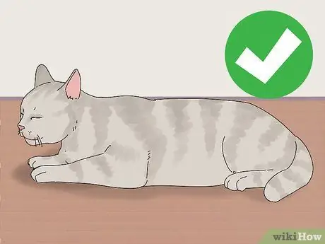 Заставьте кошку и собаку жить вместе, шаг 5