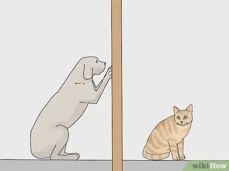 Заставьте кошку и собаку жить вместе Шаг 8