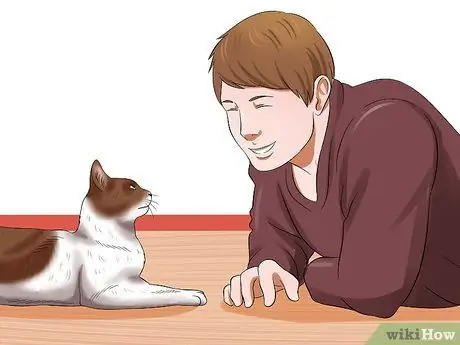 Знакомство старой кошки с новой собакой Шаг 12