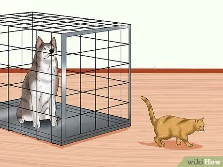 Знакомство старой кошки с новой собакой Шаг 6