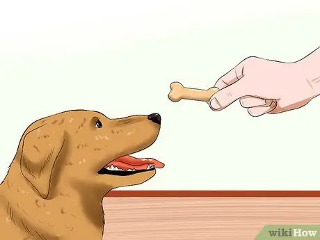 Знакомство старой кошки с новой собакой Шаг 7