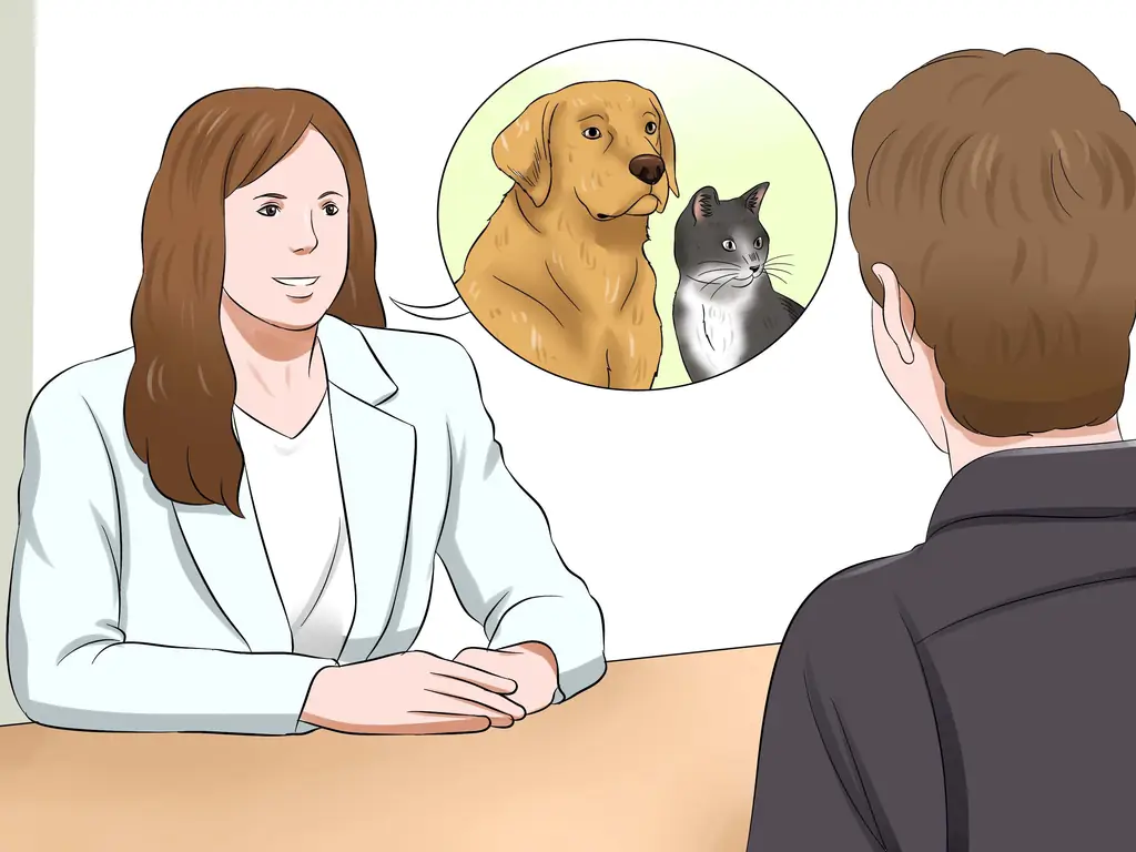 Как познакомить пожилую кошку с новой собакой: 13 шагов