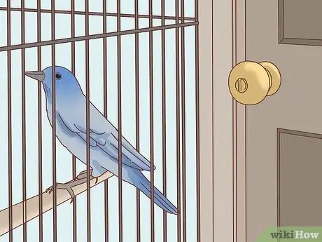 Держите птицу и кошку в одном доме Шаг 7