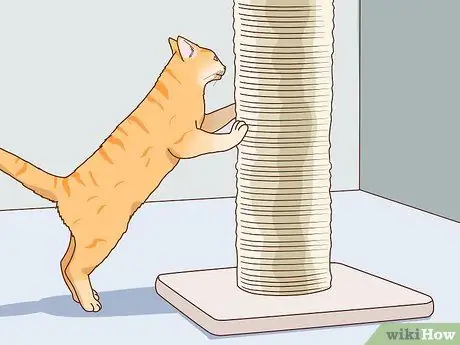 Держите птицу и кошку в одном доме Шаг 8