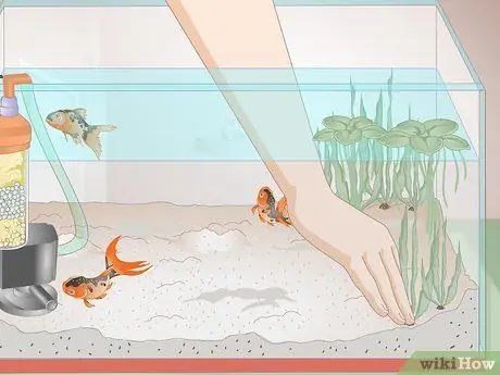 Лечение красных слизистых водорослей в морских аквариумах Шаг 7