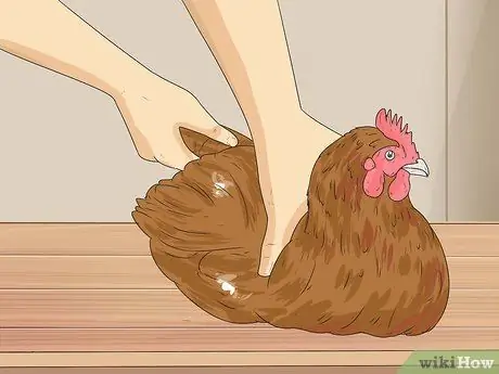 Загипнотизировать курицу Шаг 1