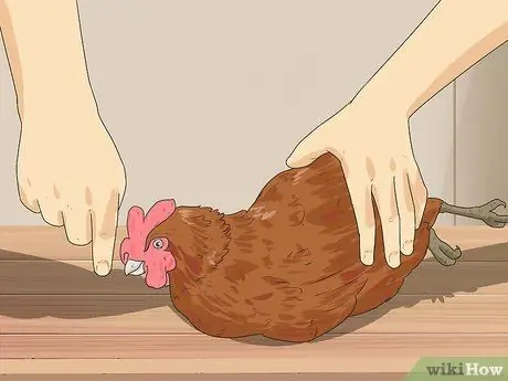 Загипнотизировать курицу Шаг 2