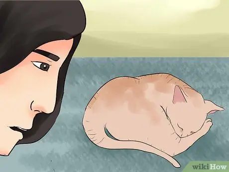 Как узнать, умерла ли ваша кошка Шаг 1