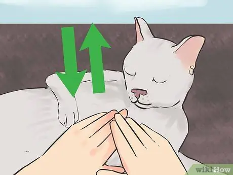 Как определить, умерла ли ваша кошка Шаг 11