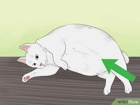 Сообщите, умерла ли ваша кошка, шаг 2