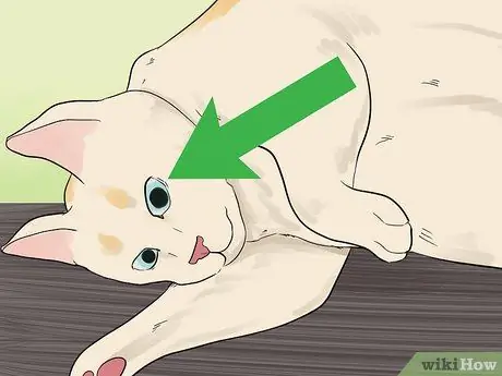 Сообщите, умерла ли ваша кошка Шаг 3