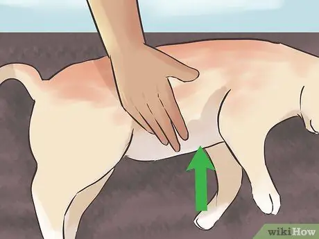 Сообщите, умерла ли ваша кошка Шаг 4