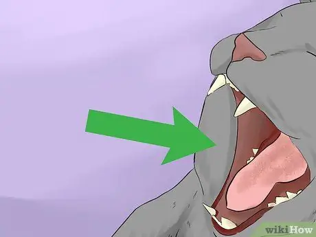 Сообщите, умерла ли ваша кошка Шаг 6