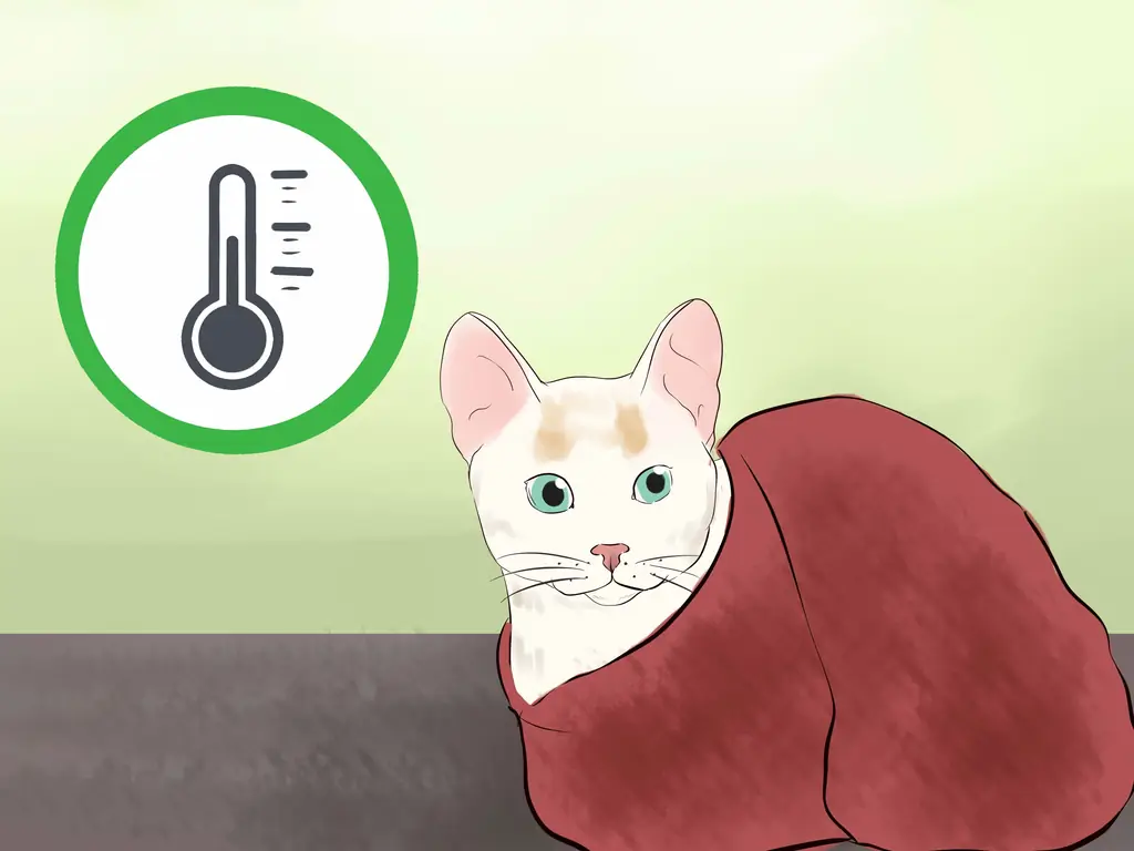 3 способа узнать, умерла ли ваша кошка