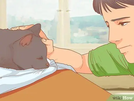 Усыпьте кошку, шаг 2