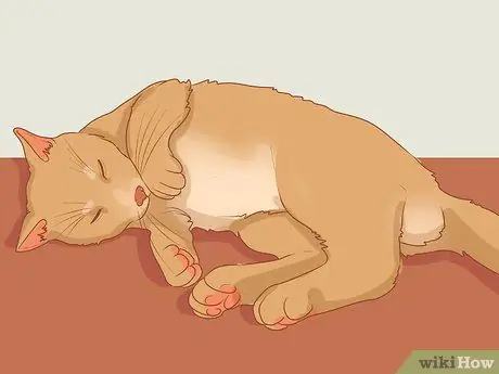 Усыпьте кошку, шаг 6