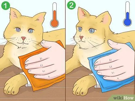 Как справиться с септическим артритом у кошек Шаг 10