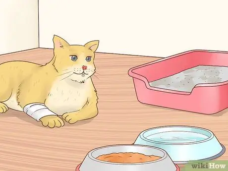 Как справиться с септическим артритом у кошек Шаг 11