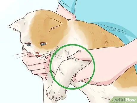 Как справиться с септическим артритом у кошек Шаг 2