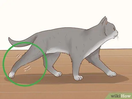 Как справиться с септическим артритом у кошек Шаг 3