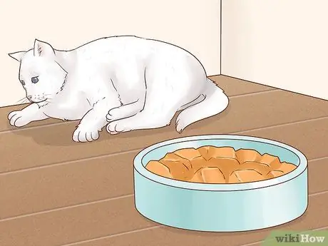 Как справиться с септическим артритом у кошек Шаг 4