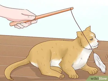 Как справиться с септическим артритом у кошек Шаг 5