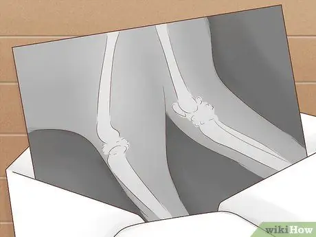 Как справиться с септическим артритом у кошек Шаг 6