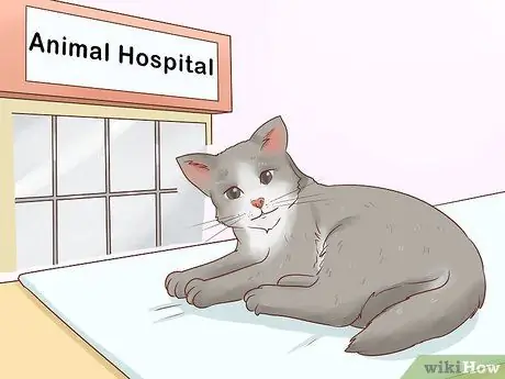 Как справиться с септическим артритом у кошек Шаг 7