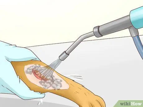 Как справиться с септическим артритом у кошек Шаг 9