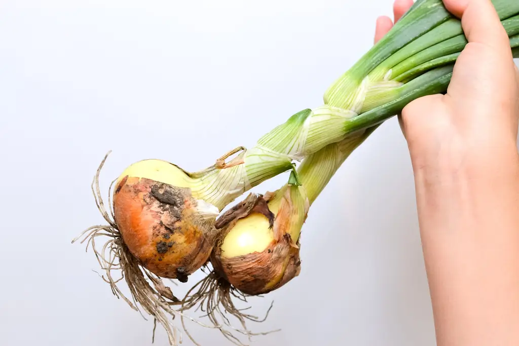 Как избавить свою продукцию от остатков пестицидов: 8 шагов