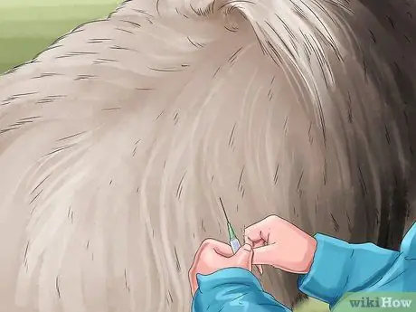 Найти мобильную ветеринарную службу Шаг 12