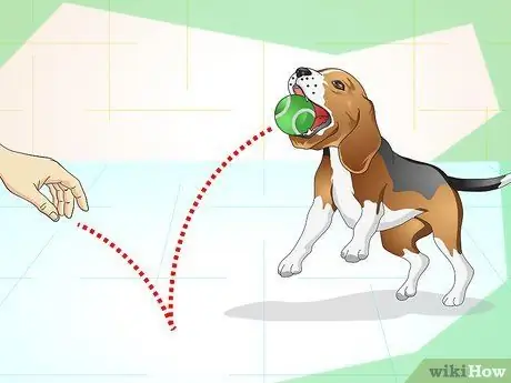 Сохраняйте спокойствие собаки вне ее клетки Шаг 5