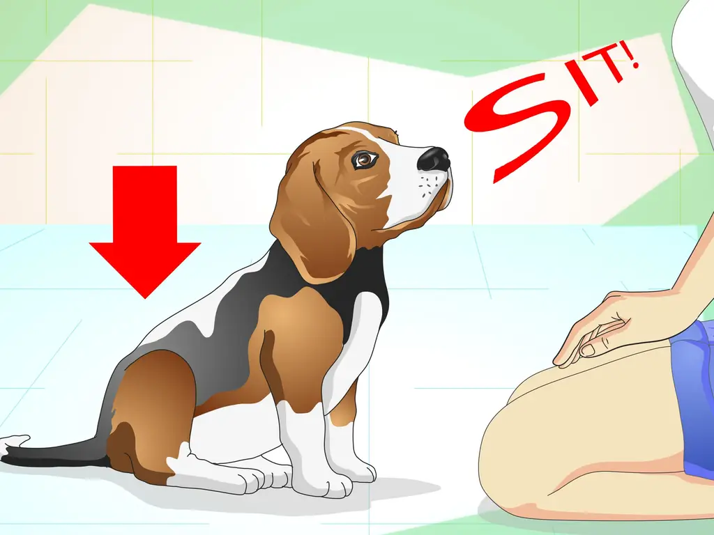 Как сохранить спокойствие собаки вне клетки: 13 шагов