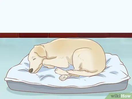 Лечить обморожение у собак Шаг 1