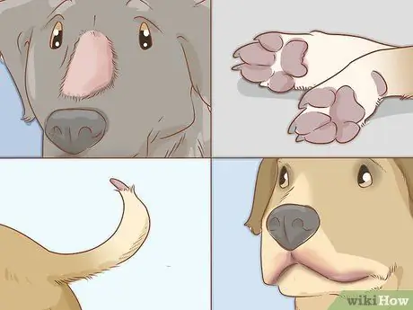 Лечить обморожение у собак Шаг 12