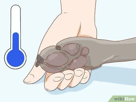 Лечить обморожение у собак Шаг 13