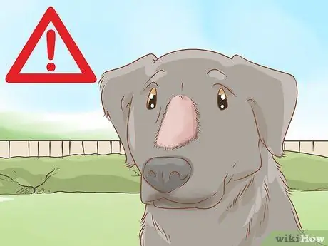 Лечить обморожение у собак Шаг 14