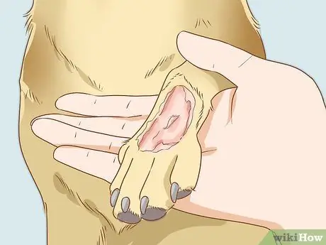 Лечить обморожение у собак Шаг 15