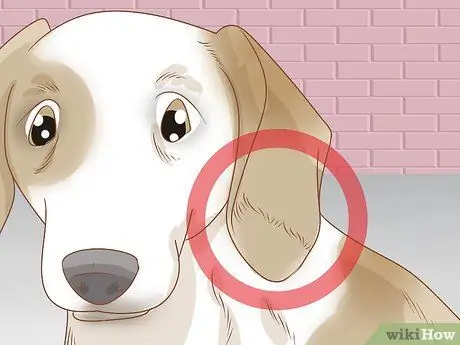 Лечить обморожение у собак Шаг 16