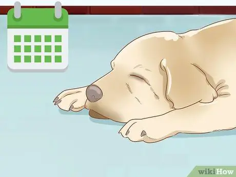 Лечить обморожение у собак Шаг 17