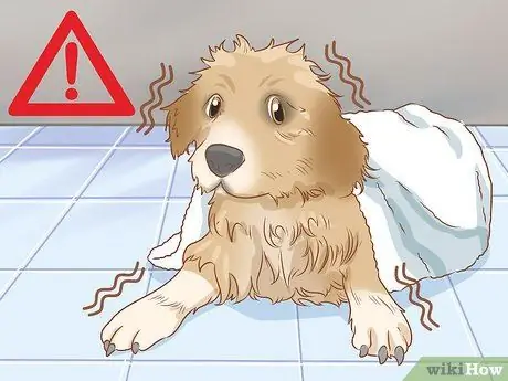 Лечить обморожение у собак Шаг 18