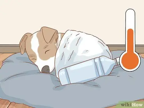 Лечить обморожение у собак, шаг 2