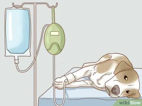 Лечить обморожение у собак Шаг 8